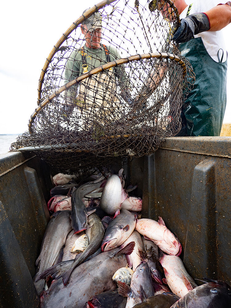 Net full of blue catfish